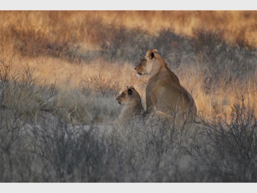 Morning lion viewing between Nossob and Unie's End.