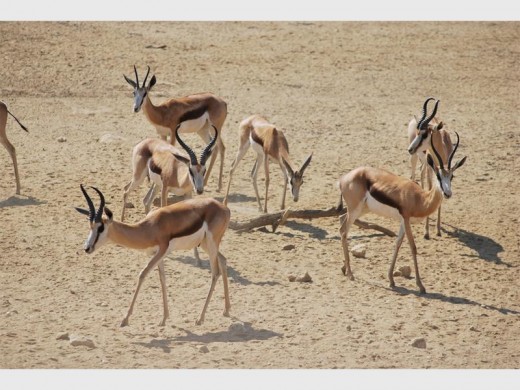 View from the Nossob waterhole.