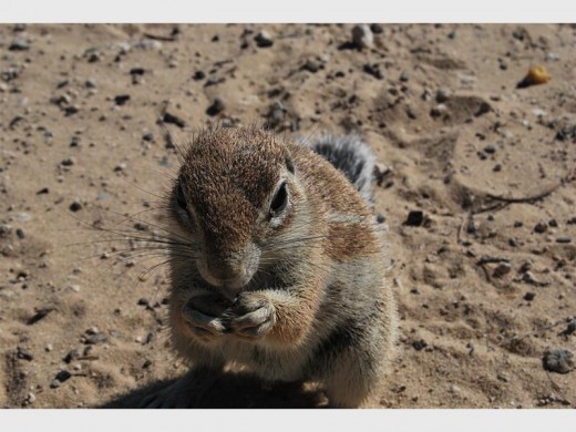 Nossob lions are not the only fascinating creatures. The small fry are enchanting, too.