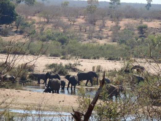 We lost count of how many elephant families we saw in the Sabie river bed. Our route that day was wall-to-wall ellies.