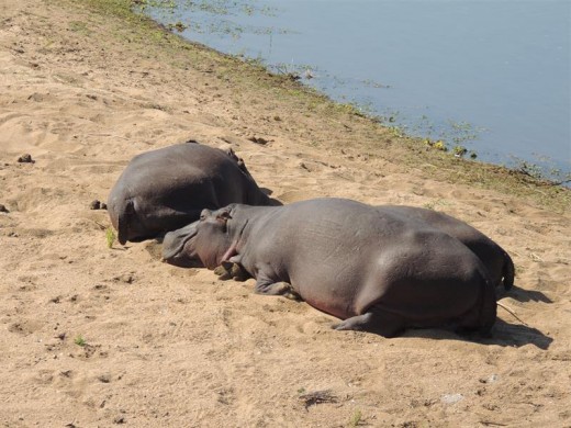 Kruger hippos sunbathe next to the Sabi River. Many of these poor creatures seemed to be suffering from the drought.