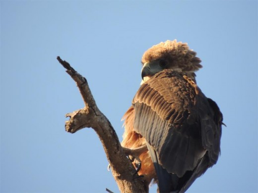 An immature bateleur fluffs up its feathers and poses for the camera.