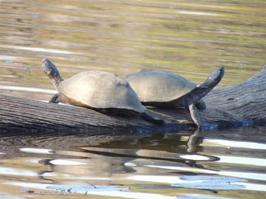 Lake Panic residents catch the evening sunshine.