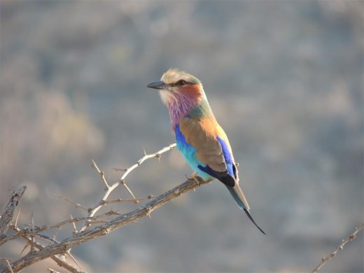 A colourful welcome awaited us as we entered Malelane Gate.