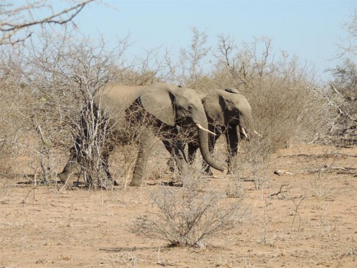 It is hot and dry out here in the midday sun. Time to head for the water hole.