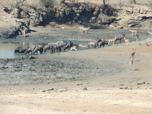 As we headed towards Maroela we began to encounter more plains animals like these thirsty wildebeest.