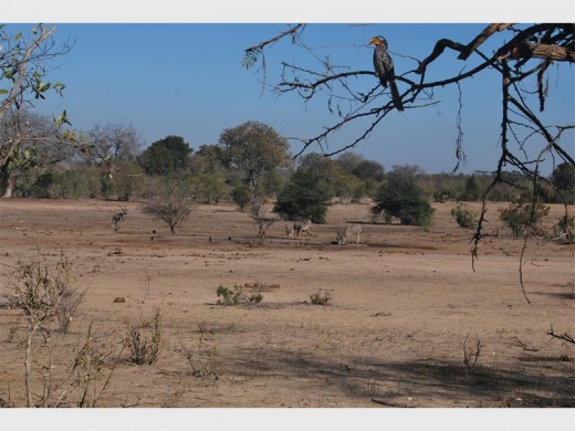 In dry periods the waterholes proved the best game viewing.
