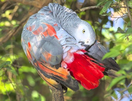 African grey (YouTube)
