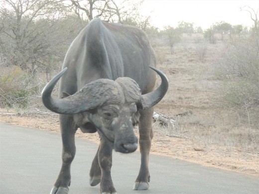 Waiting for a day-dreaming buffalo to move along.
