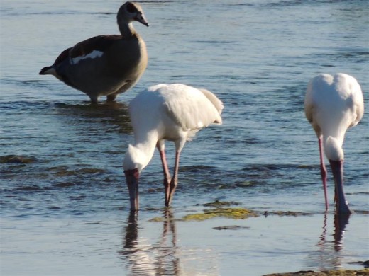 Spoonbills stir up the water, watched by an Egyptian goose.