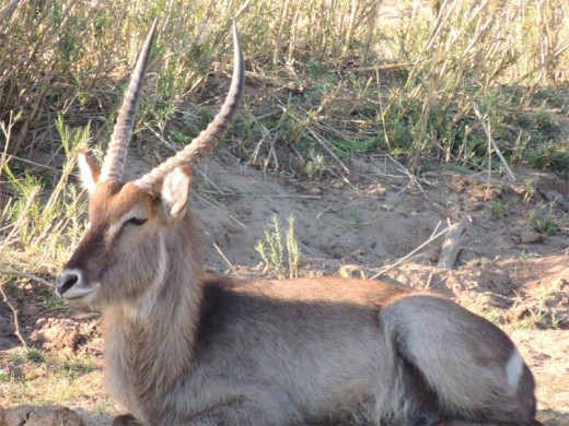 A handsome waterbuck snoozes next to the Balule Rest Camp drift.