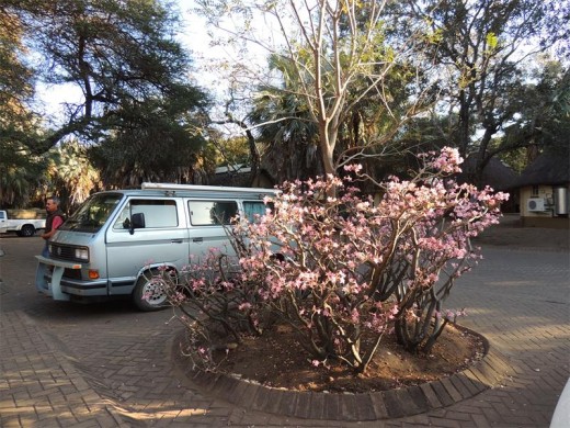 Sabi stars in flower at Letaba Rest Camp.