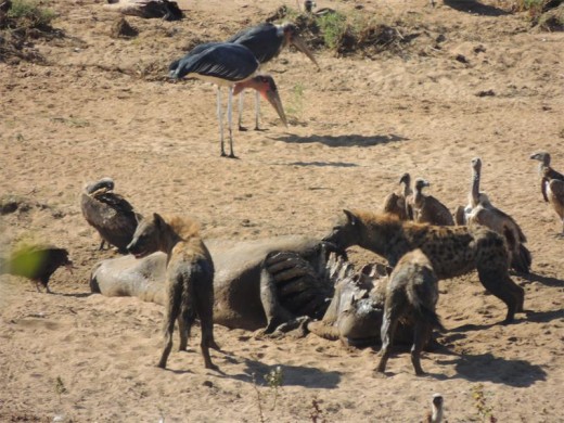 Nature's clean-up squad at a hippo carcass.