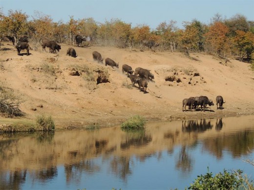 Buffalo reflections.