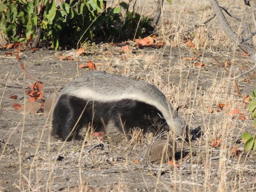 Busy honey badger glimpsed soon after leaving Tsendze. We wondered if it was the one that had visited us the previous night