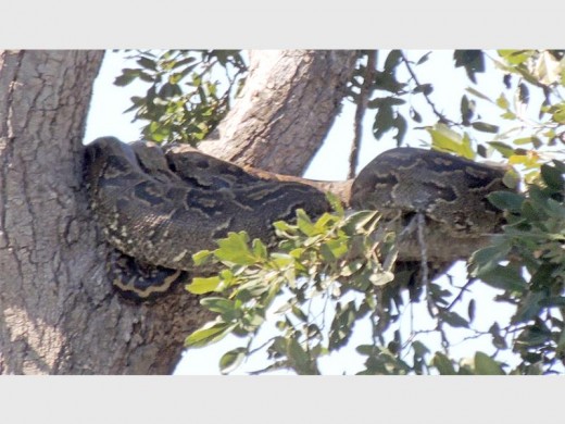 This big guy was dozing in a tree next to the Letaba River.