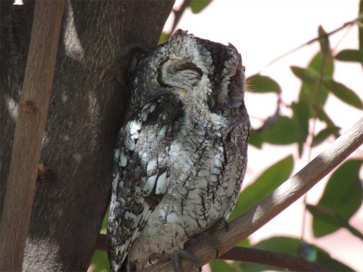 An African scops owl welcomes guests to Satara Rest Camp.