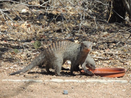 Banded mongoose call on us at our Satara campsite.