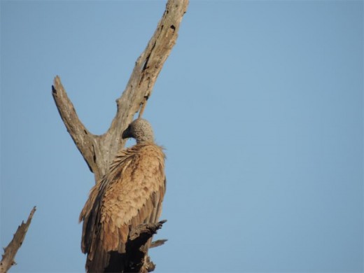 A white-backed vulture catches the early morning sun.