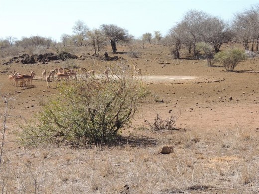 Satara weathers the drought.