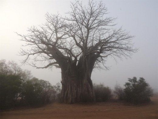 A baobab emerges out of the mist.