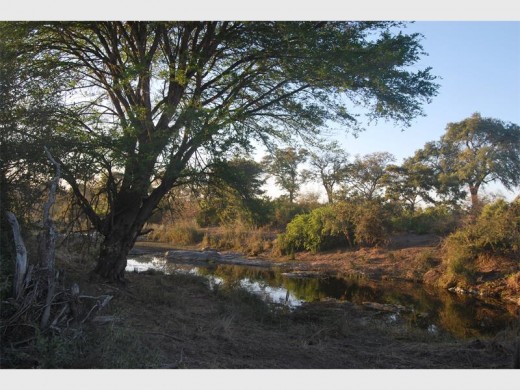 The trees and bushes on the banks of the Sweni river send out the hopeful message that spring is on the way.