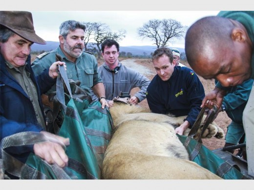 Knowledgeable iSimangaliso staff sedate, monitor and collar the three lions before their release from the uMkuze holding boma.