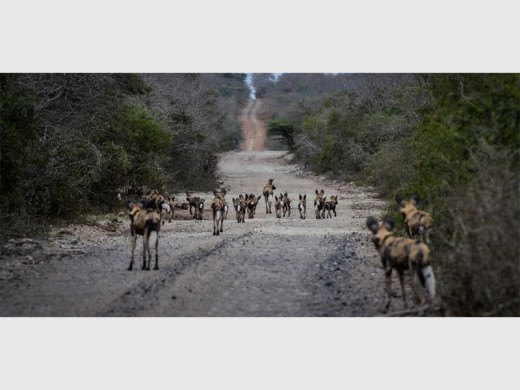 Sightings of the well established wild dogs and their pups are thrilling visitors to uMkhuze Game Reserve.