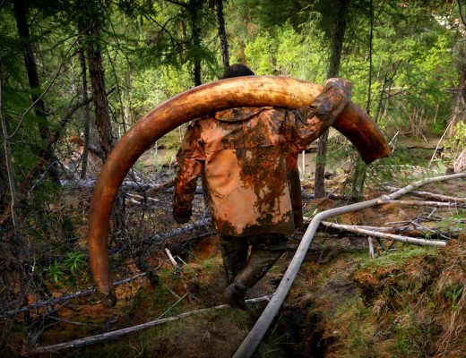 Woolly mammoth ivory 'mined' in Siberia. (The Guardian)