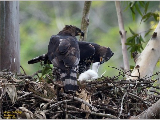The Paulberg crowned eagles show off their new baby.