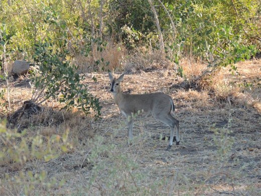 Smaller creatures like this dainty duiker are always a joy to see.