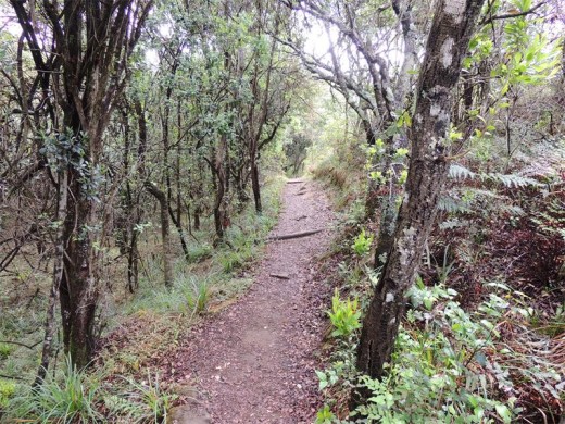 Monks Cowl area and a path through a wood.