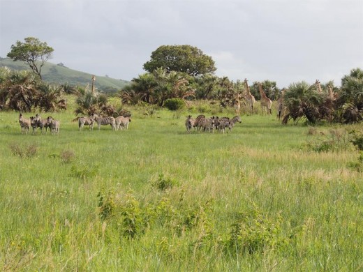 Game viewing near Matshangulo Pan.