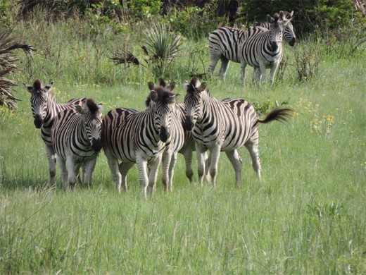 Stripes in the long grass.