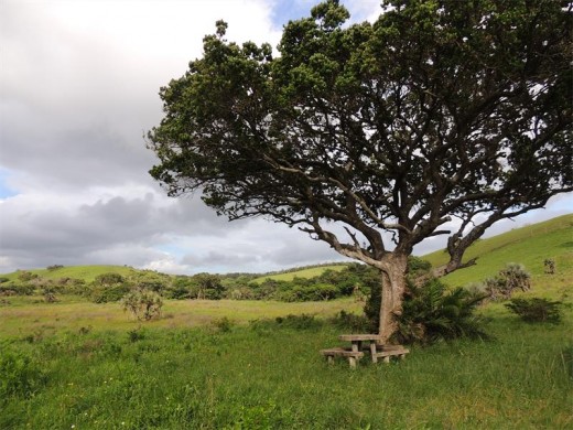 One of our very favourite picnic sites, a lonely spot alongside the 4X4 trail.