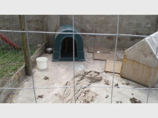 Before: The shocking conditions in which the dog was living. 