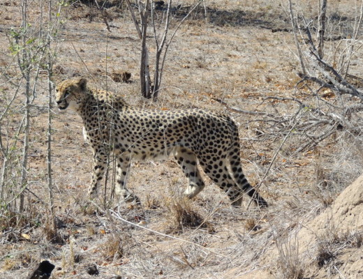 A close encounter with a gorgeous spotted cat.