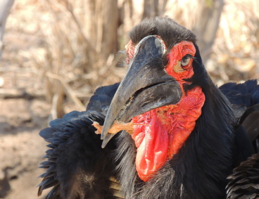 A ground hornbill poses for a portrait shot.