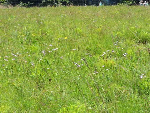 Floral grassland treasures.