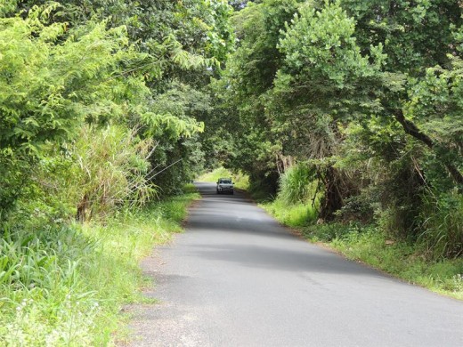 A green tunnel through the gorge.