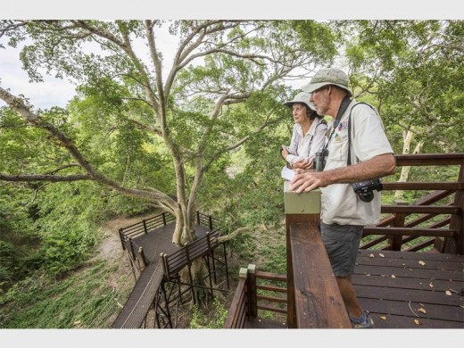 Scott Ramsay took this photograph of the Fig Forest Walk's aerial boardwalk.