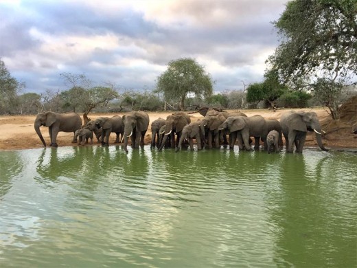 Sundowner time for the uMkhuze herd. Barry Coleman took this stunning photograph.  .