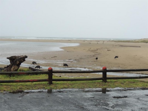 The coastal reserve is a good spot for birding.