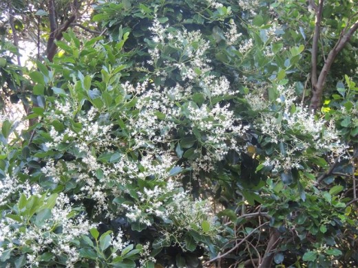 In summer the white-pear is covered in a froth of white blossoms.
