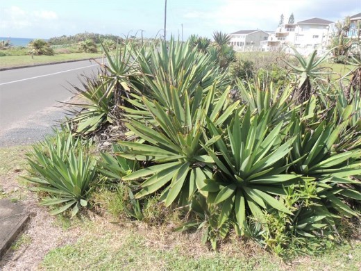 Sisal plans are on the list of emerging weeds.