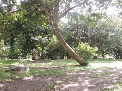 Enjoy a picnic under the riverine trees.