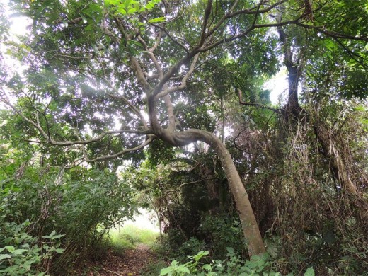 The Ivungu river Cosnervancy area is a tree hugger's delight.