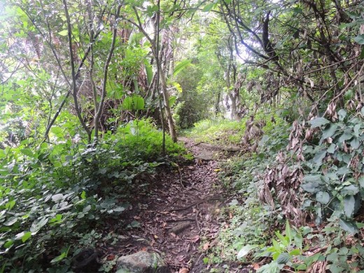 A riverside trail through a shady green tunnel.