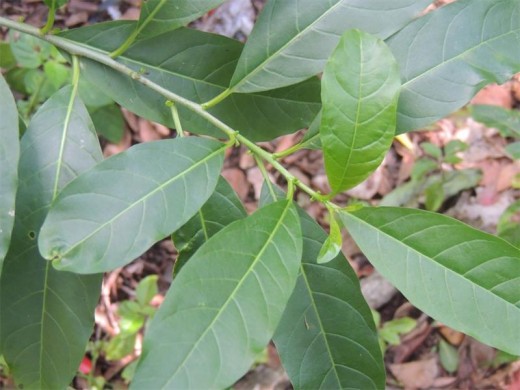 Alien invasive inkberry trees like to sneak into coastal gardens and form a colony in a hidden corner.