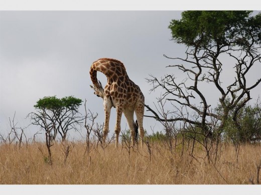 A giraffe on the Lake Eland skyline.